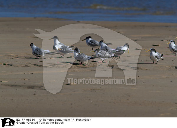 Eilseeschwalbe am Strand / Greater Crested Tern at the Beach / FF-08580