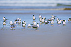 Greater Crested Terns