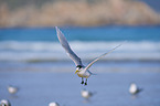 Greater Crested Tern