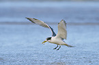 Greater Crested Tern
