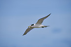 Greater Crested Tern