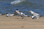 Greater Crested Tern at the Beach