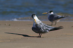 Greater Crested Tern at the Beach