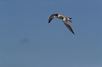 flying Greater Crested Tern