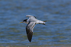 flying Greater Crested Tern