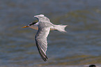 flying Greater Crested Tern