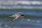 flying Greater Crested Tern