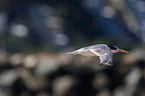 flying Greater Crested Tern