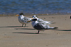 Greater Crested Tern at the Beach