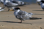 Greater Crested Tern at the Beach