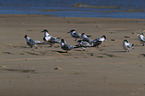 Greater Crested Tern at the Beach