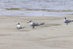 great crested tern