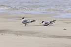 great crested tern