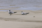 great crested tern
