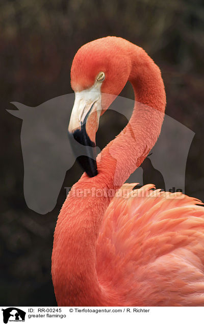 greater flamingo / RR-00245