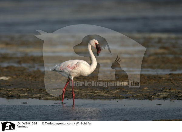 Rosa Flamingo / flamingo / WS-01534