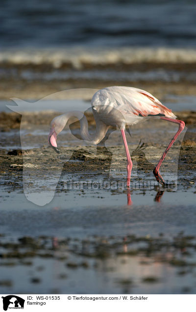 Rosa Flamingo / flamingo / WS-01535