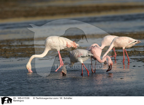 Rosa Flamingos / flamingos / WS-01536
