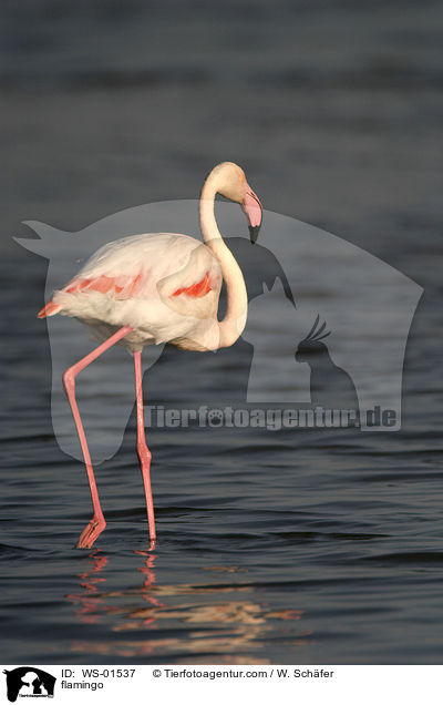 Rosa Flamingo / flamingo / WS-01537