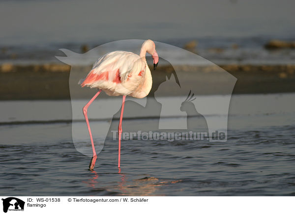 Rosa Flamingo / flamingo / WS-01538