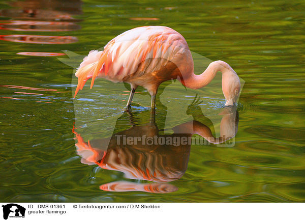 greater flamingo / DMS-01361