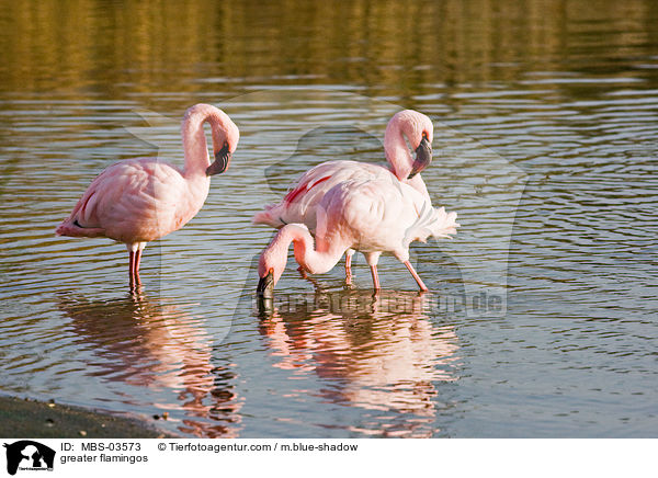 greater flamingos / MBS-03573