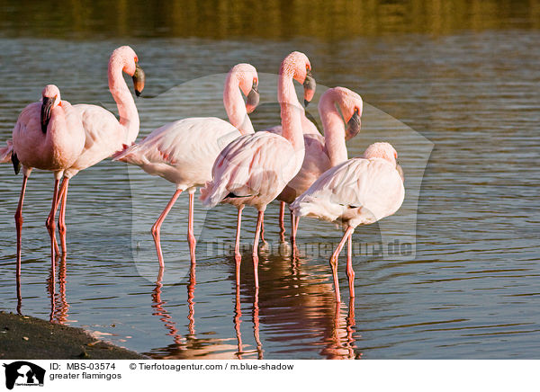 greater flamingos / MBS-03574