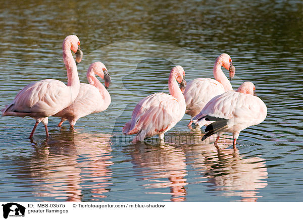 greater flamingos / MBS-03575