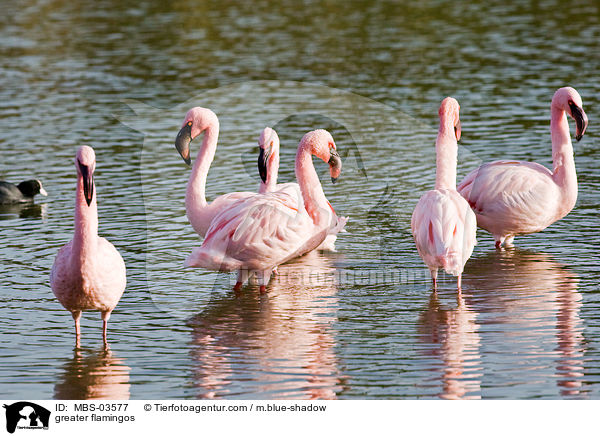 greater flamingos / MBS-03577