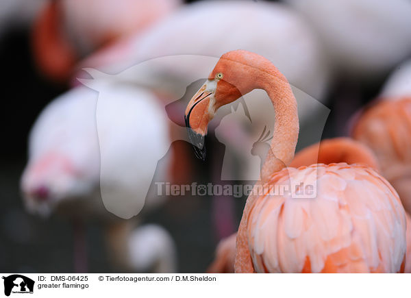 Rosaflamingo / greater flamingo / DMS-06425