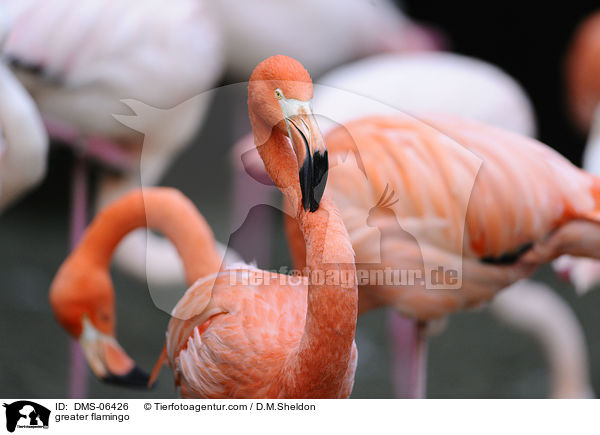 Rosaflamingo / greater flamingo / DMS-06426