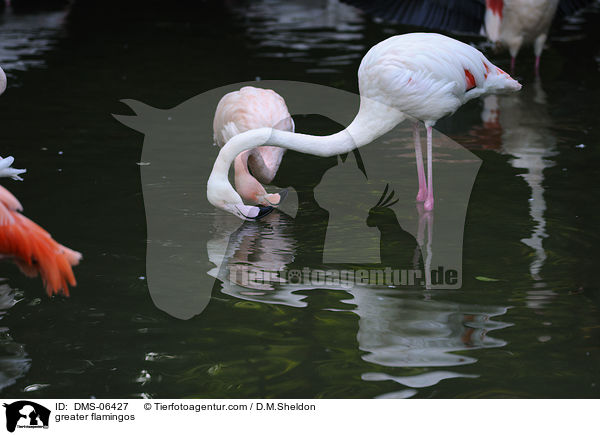Rosaflamingos / greater flamingos / DMS-06427