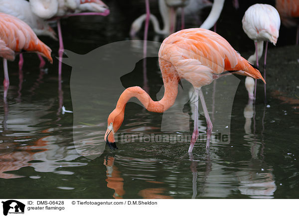 Rosaflamingo / greater flamingo / DMS-06428
