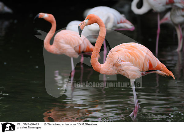 Rosaflamingos / greater flamingos / DMS-06429