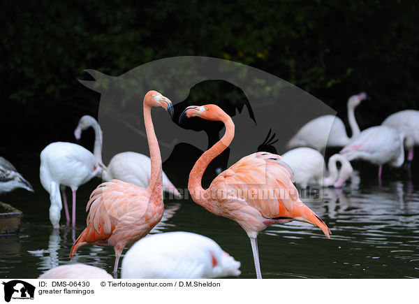 Rosaflamingos / greater flamingos / DMS-06430