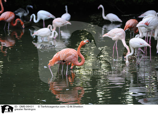 Rosaflamingos / greater flamingos / DMS-06431