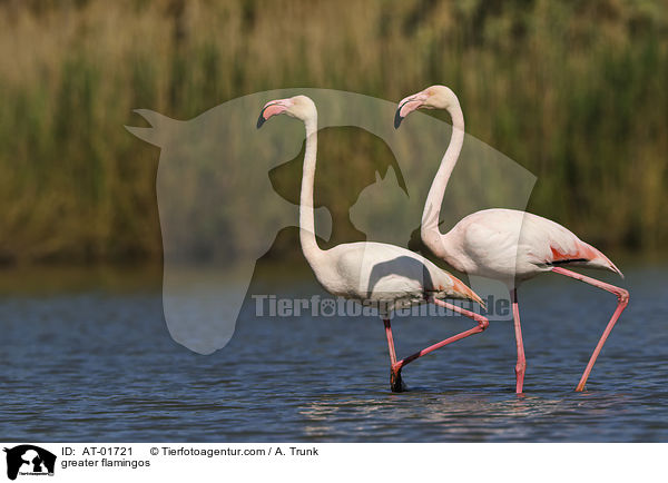 Rosaflamingos / greater flamingos / AT-01721