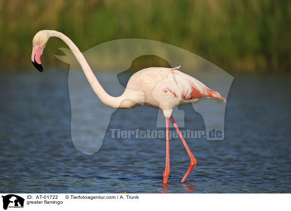 greater flamingo / AT-01722
