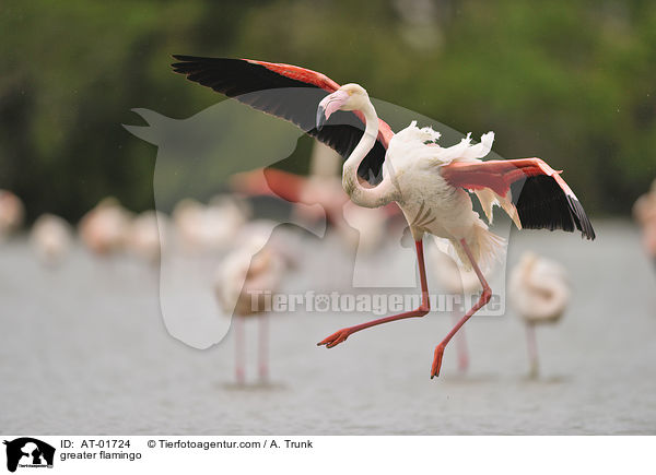 greater flamingo / AT-01724