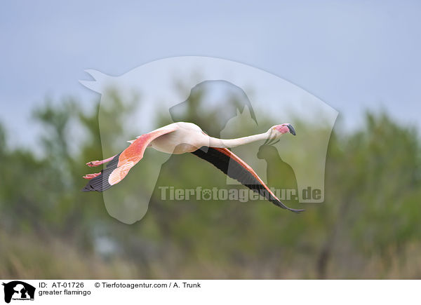 greater flamingo / AT-01726