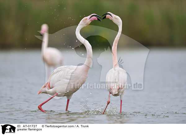 Rosaflamingos / greater flamingos / AT-01727