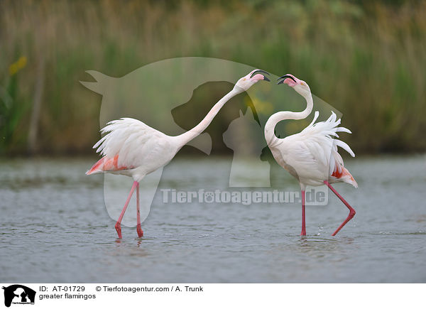 greater flamingos / AT-01729