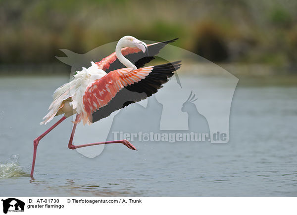 Rosaflamingo / greater flamingo / AT-01730