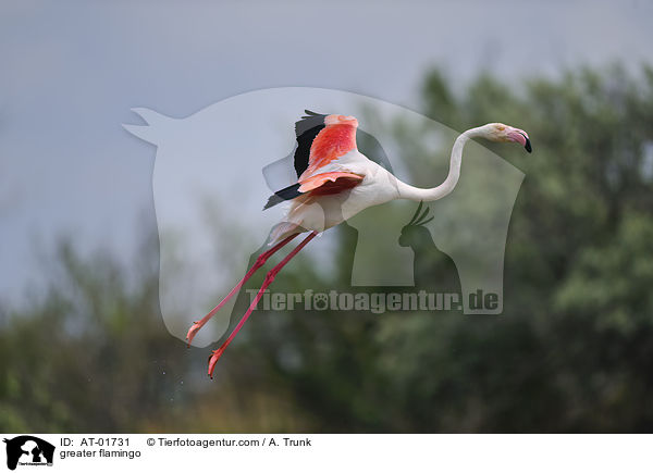 Rosaflamingo / greater flamingo / AT-01731