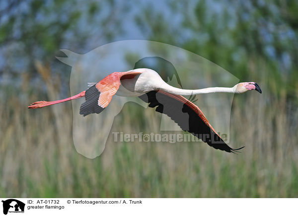 greater flamingo / AT-01732