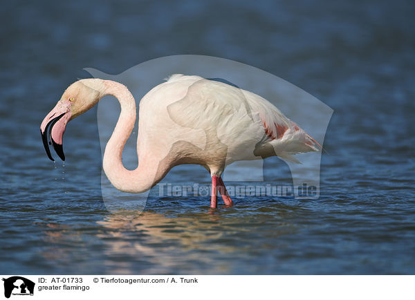 greater flamingo / AT-01733