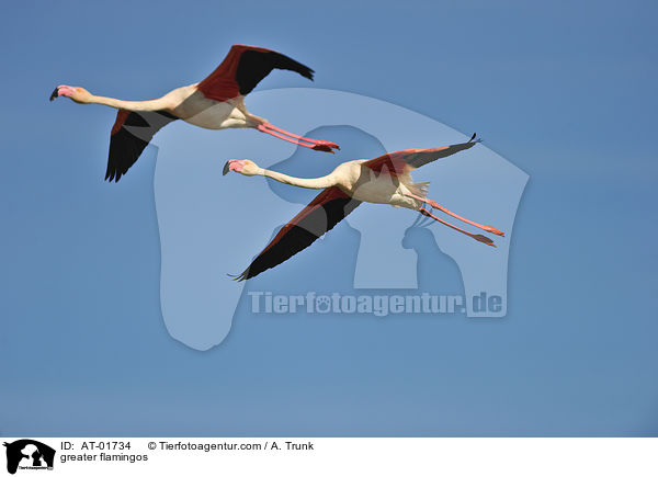 greater flamingos / AT-01734