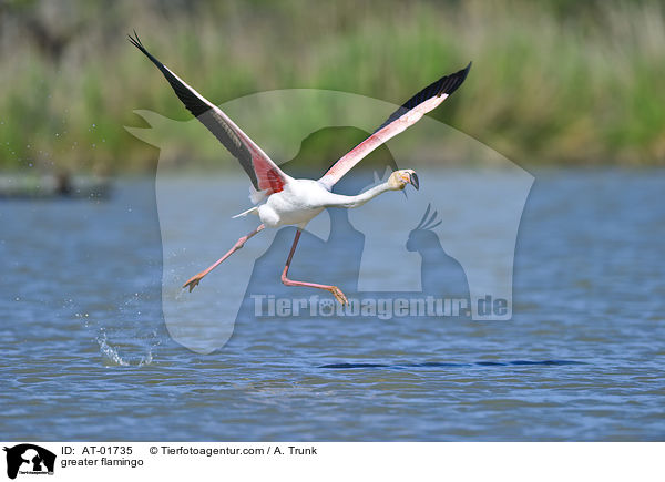 Rosaflamingo / greater flamingo / AT-01735