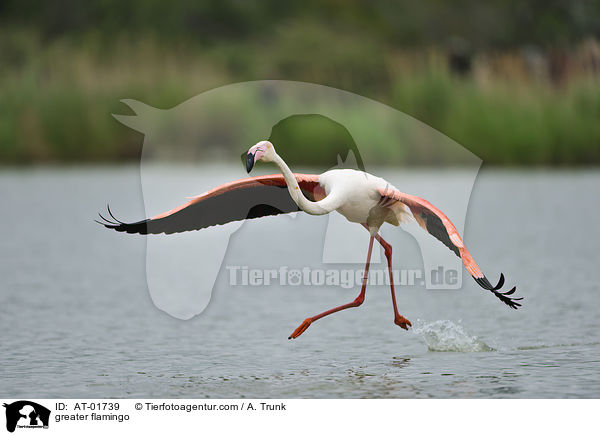 Rosaflamingo / greater flamingo / AT-01739