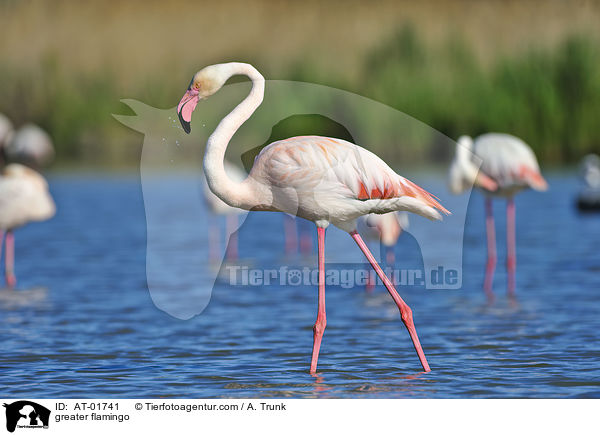 Rosaflamingo / greater flamingo / AT-01741